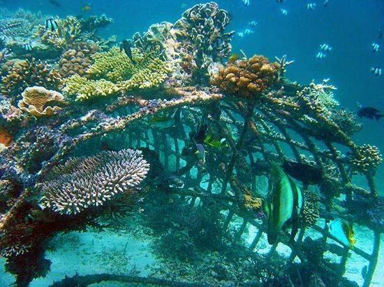 Fiji Reef Restoration